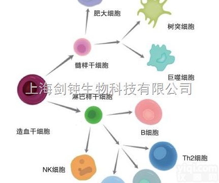 <em>磁珠分选</em>实验外包