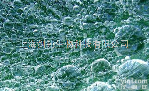 <em>细胞迁移实验</em>外包