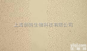 杭州<em>细胞划痕实验</em>外包