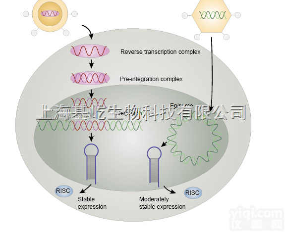 <em>上海</em>RNA<em>提取</em>