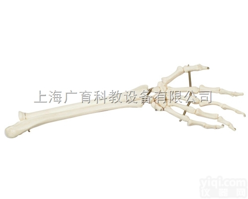 人体手掌骨带<em>尺骨</em>和<em>桡骨</em>模型