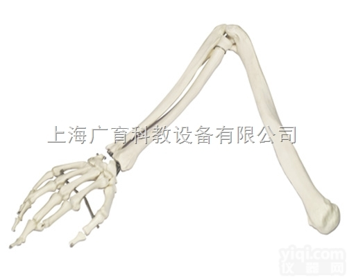人体<em>手臂</em>骨<em>模型</em>