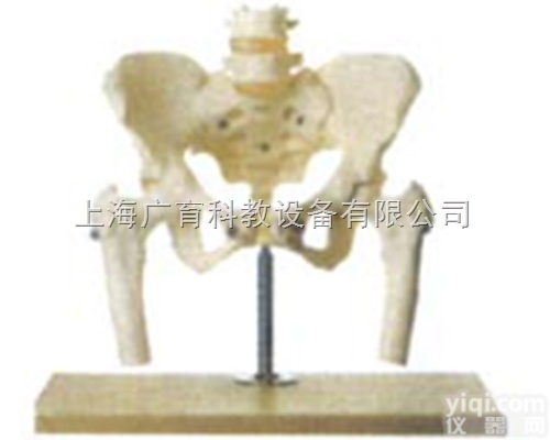 人体<em>骨盆</em>附<em>腰椎</em>与股骨头<em>模型</em>