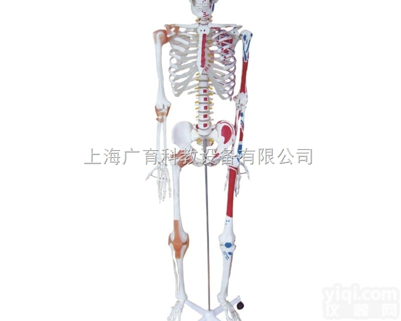 人体<em>骨骼</em>半边肌肉<em>着色</em>半边附<em>韧带</em>模型