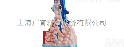 <em>肺泡</em>放大<em>模型</em><em>呼吸系统</em>