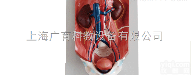 <em>泌尿</em>系统<em>模型</em>