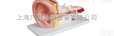 <em>中耳</em><em>解剖</em>模型感觉系统