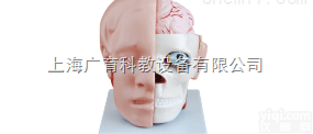 头<em>解剖</em>附脑动脉模型<em>神经系统</em>
