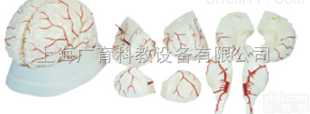 新型脑<em>解剖</em>模型<em>神经系统</em>