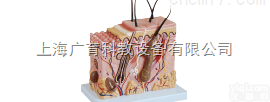 <em>中型</em>皮肤组织<em>放大</em><em>模型</em>切面<em>模型</em>