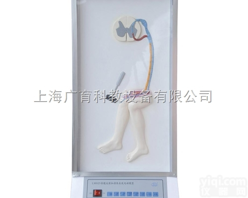 <em>脊髓</em>的反射和<em>损伤</em>表现<em>模型</em>