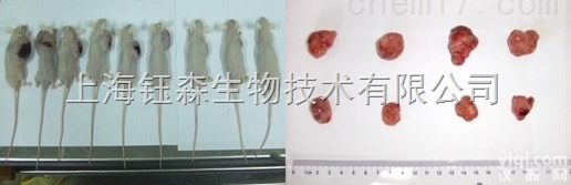 动物模型 肿瘤模型（皮下种植<em>结肠癌</em>/皮下种植<em>结肠癌</em>/肝癌/肺癌模型）