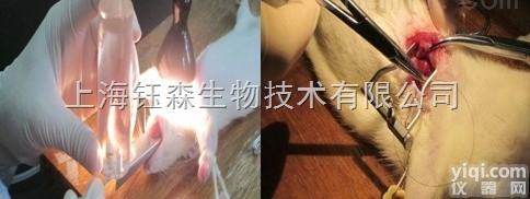 <em>动物模型</em> 大鼠心梗模型