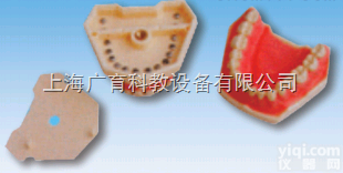 <em>仿真</em>标准牙<em>模型</em>口腔系列