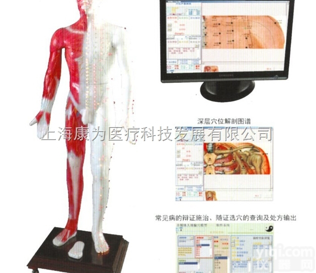 MAW-100E  光电感应、多媒体人体针灸穴位发光模型|<em>中医教学仪器</em>