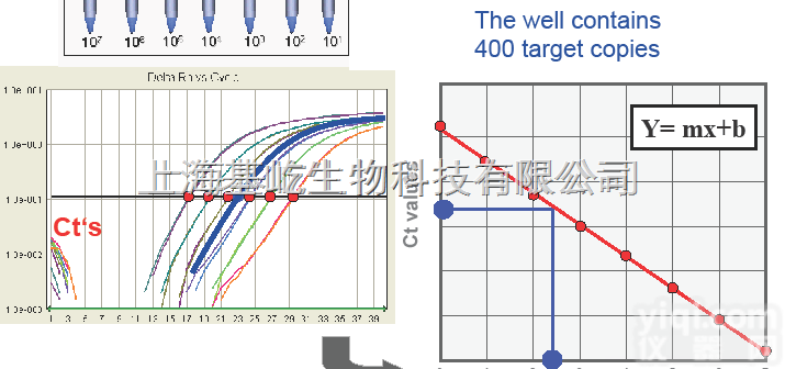 <em>荧光定量PCR技术服务</em>