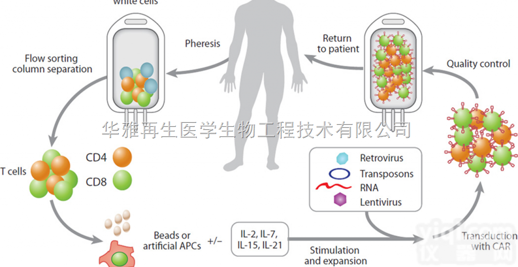 StemCell CAR-T细胞疗法<em>磁珠分选</em>试剂盒