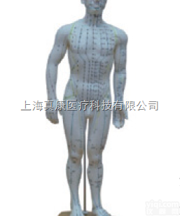 ZK-XC50/B/C  人体针灸<em>模型</em> 46cm <em>男性</em>（PVC材质）