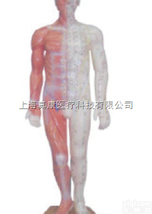ZK-XC517A  男性针灸模型（带肌肉解剖（<em>玻璃钢</em>树脂<em>材质</em>）