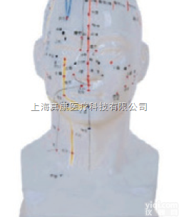 ZK-XC507/20CM  头部四功能针灸模型（<em>玻璃钢</em>树脂<em>材质</em>）