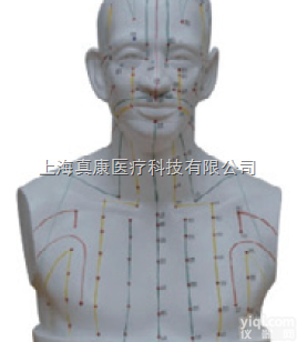 （<em>头部</em>四功能<em>腧穴</em>）  <em>头部</em><em>针灸</em>穴位模型（PVC材质）