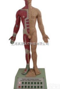 ZK-XC85  语音提示十四经穴电动针灸模型（<em>玻璃钢</em>树脂<em>材质</em>）