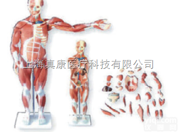 ZK-XC334/80CM  人体肌肉模型27件（<em>躯干</em><em>骨骼</em>）
