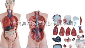 ZK-XC201/85CM  男性<em>躯干</em>模型19件（人体<em>骨骼</em>模型）