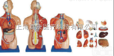 ZK-XC207/42CM  <em>无性</em><em>躯干</em><em>模型</em>18件（人体骨骼<em>模型</em>）