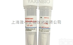 RCT10  糜<em>蛋白</em>酶，<em>重组</em>糜<em>蛋白</em>酶，<em>Recombinant</em> human chymo...