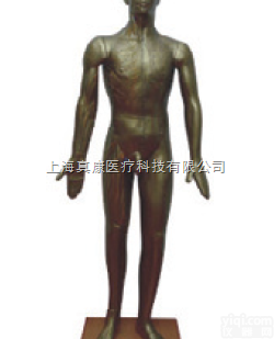 （170CM铜色）  铜人针灸模型（PVC<em>玻璃钢</em>树脂<em>材质</em>）
