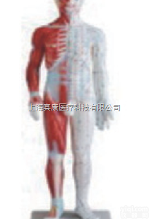 人体模型（<em>玻璃钢</em>树脂<em>材质</em>）