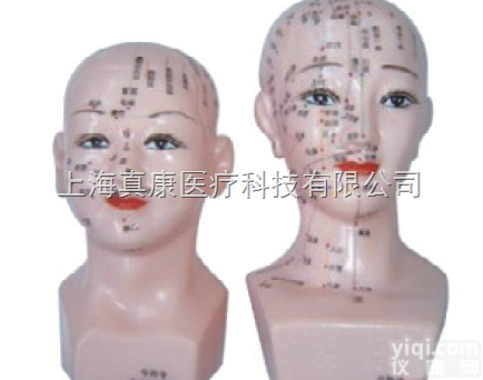 人体部位模型（<em>玻璃钢</em>树脂<em>材质</em>）