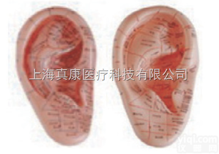 人体头耳足部位模型（<em>玻璃钢</em>树脂<em>材质</em>）