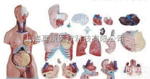 ZK-XC204  两性<em>躯干</em>模型（人体<em>骨骼</em>）