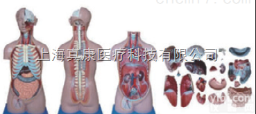 ZK-XC206  <em>无性</em><em>躯干</em>模型<em>躯干</em>（肌肉骨骼）
