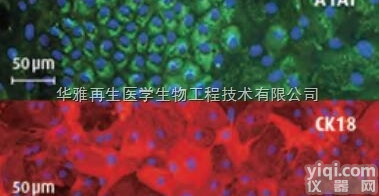 <em>Cellartis</em> <em>Enhanced</em> hiPS-HEP v2 kit人...