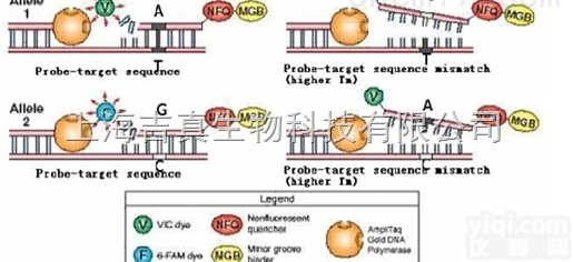 <em>SNP</em><em>检测</em>