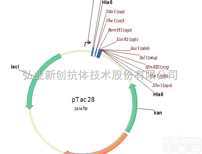 V01015  必拓生物pTac28<em>载体</em>，pTac28 vector，质粒<em>载体</em>图谱