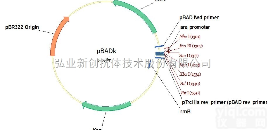 V01016  必拓生物pBADk<em>载体</em>，pBADk vector，质粒<em>载体</em>图谱