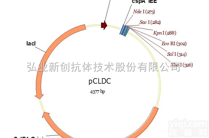 V010018  必拓生物pCLDC<em>载体</em>，pCLDC vector，质粒<em>载体</em>图谱