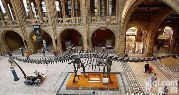 metrascan  伦敦自然历史博物馆：<em>蓝鲸</em>骨架3D扫描