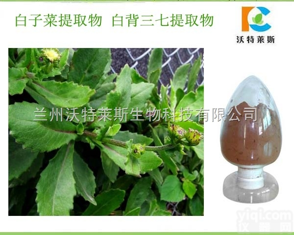 <em>粉末</em>  白子菜<em>提取物</em>白背三七<em>提取物</em> 兰州沃特莱斯 1公斤起订长期供应