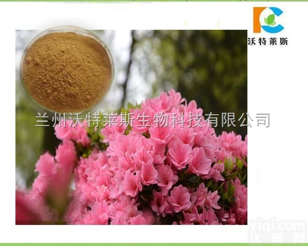 粉末  满山红<em>提取物</em> 10:1 厂家<em>直销</em>1公斤<em>直销</em>包邮