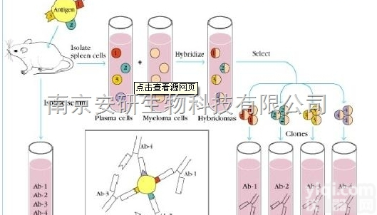 Anti-Casein Kappa （COPS3）抗体，K-酪蛋白抗体