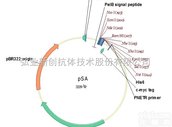 V01048  必拓生物pSA<em>载体</em>，pSA vector，<em>质粒</em><em>载体</em>