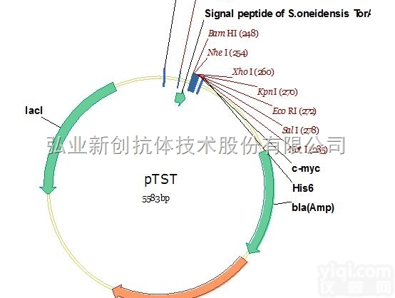 V01051  必拓生物pTST<em>载体</em>，pTST vector，<em>质粒</em><em>载体</em>