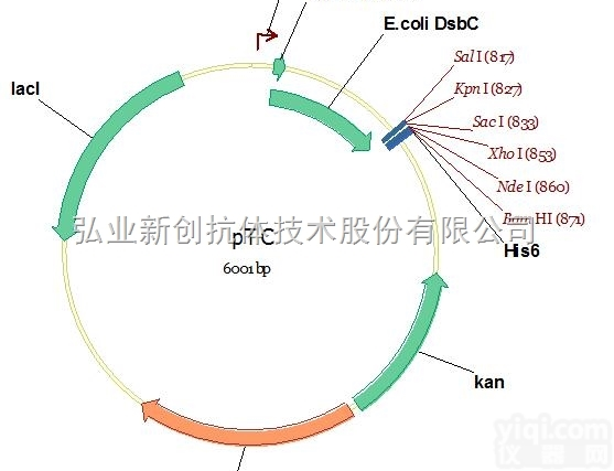 V01071  必拓生物pTC<em>载体</em>，pTC vector，质粒<em>载体</em>