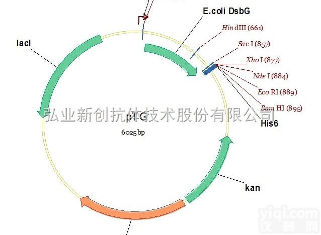 V01074  必拓生物pTG<em>载体</em>，pTG vector，质粒<em>载体</em>