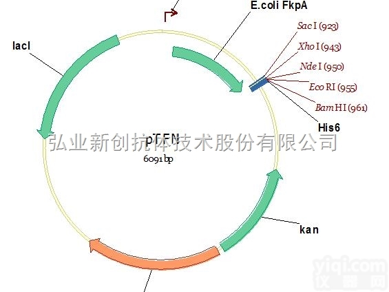 V01077  必拓生物pTFN<em>载体</em>，pTFN vector，质粒<em>载体</em>